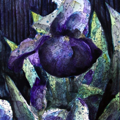 Black Iris
9x12
Watercolor/Ink